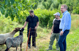 Tierische Helfer für Bodenheim Schafe beweiden die Streuobstwiese an der Kapelle Maria Oberndorf