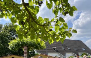 Ein hübsches kleines Fleckchen Europa Neugestaltet >>>L’Alcudia-Platz in Nieder-Olm lädt zum Verweilen ein
