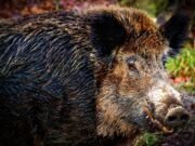 Eindämmung der Afrikanischen Schweinepest Leinenpflicht für Hunde mit Bußgeld nachgehalten, elektrischer Zaun im Kerngebiet aufgestellt