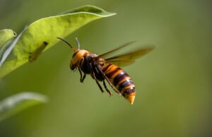 Was ist bei Sichtung einer Asiatischen Hornisse zu tun?