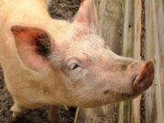 Weitere ASP-Ausbrüche Zwei Betriebe mit 17 und 170 Schweinen betroffen - Tiere werden getötet