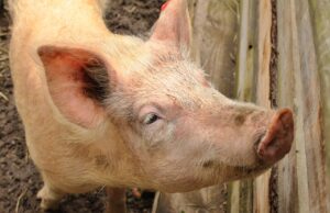 Weitere ASP-Ausbrüche Zwei Betriebe mit 17 und 170 Schweinen betroffen - Tiere werden getötet