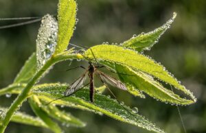 Vermehrtes Stechmückenaufkommen nach dem Hochwasser Bekämpfung >>>Kommunale Arbeitsgemeinschaft KABS warnt Bürgerinnen und Bürgerin