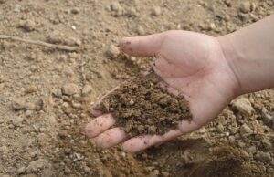 Bodenuntersuchungen für die Eselswiese