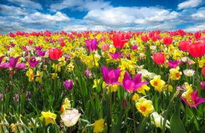 Gesucht: Blühpaten für Blumenzwiebelmischungen