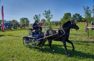 Fahrturnier lockt nach Gonsenheim Pferdesport >>>Reit- und Fahrverein lädt am 22., 28. und 29. September ein