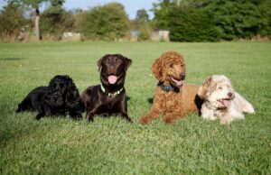 Afrikanische Schweinepest: Stadt Ginsheim-Gustavsburg stellt Hundewiesen zur Verfügung