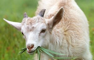 Blauzungenkrankheit hat nun auch Wiesbaden erreicht