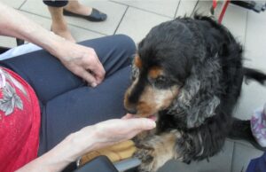 Hundebesuch im „Seniorenwohn- und Pflegeheim Am Kastell, Groß-Gerau“