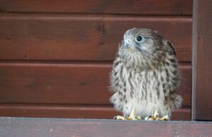 BUND lindert Wohnungsnot für Turmfalken in Eddersheim
