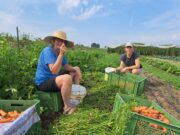Was für eine SolawING-Saison! Solidarische Landwirtschaft in Heidesheim wächst weiter