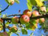 Städtische Obstbäume dürfen ab sofort wieder abgeerntet werden