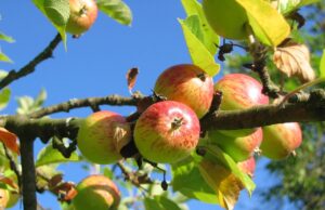 Städtische Obstbäume dürfen kostenlos abgeerntet werden