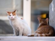 Katzenschutzverordnung – ein Appell an alle Tierhalter