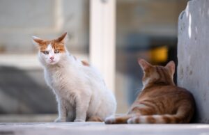 Katzenschutzverordnung – ein Appell an alle Tierhalter