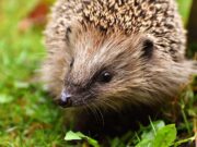 Bücherei: Igel-Quiz für Kinder ab sechs Jahren