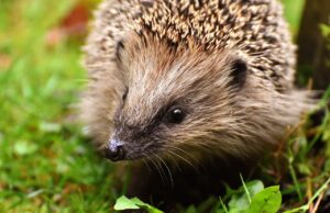 Bücherei: Igel-Quiz für Kinder ab sechs Jahren