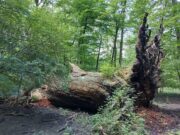 Naturdenkmal Ludwigs-Eiche: Wilma wandert am Apfelbach und am Hegbach