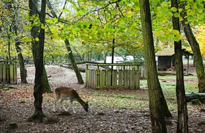 Silvesterknaller versetzten Tiere in Panik Ortsbeirat drängt auf Böllerverbot rund um den Wildpark noch vor Jahresende