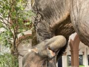 Gigantischer Nachwuchs für das Naturhistorische Museum Naturgeschichte >>>Kalb eines Hauerelefanten ist im Foyer zu sehen