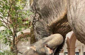 Gigantischer Nachwuchs für das Naturhistorische Museum Naturgeschichte >>>Kalb eines Hauerelefanten ist im Foyer zu sehen