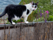 Gemeinsam für den Katzenschutz Herausforderungen und Lösungen für den Schutz streunender Katzen