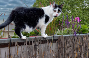 Gemeinsam für den Katzenschutz Herausforderungen und Lösungen für den Schutz streunender Katzen
