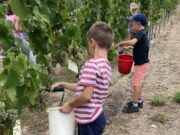 Kinderwingert in Nieder-Olm Lernen und Natur erleben im Weinberg