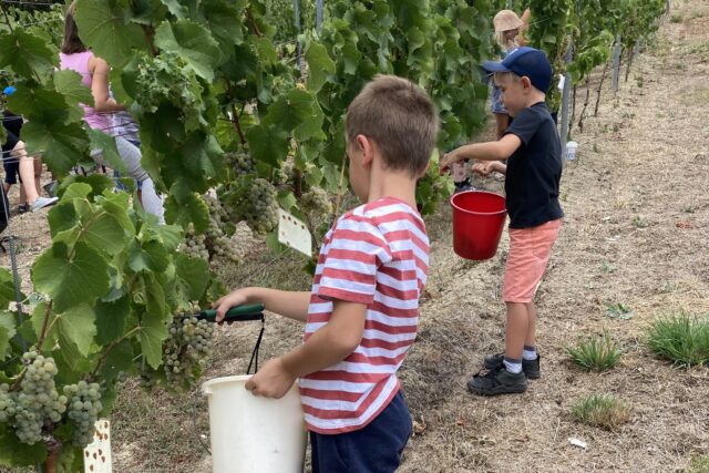 Nieder-Olm. Kinderwingert
