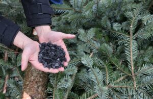 Weihnachtsbaum vor dem Rathaus wird zu klimapositivem Pflanzmaterial