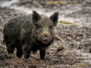 Vier Wildschweine im Wildpark Gonsenheim erlegt Vorsorge >>>Bekämpfung der Schweinepest machte diesen Schritt notwendig