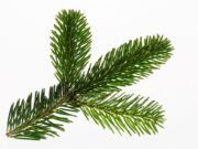 Abfuhr der Weihnachtsbäume