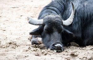Hohe Alarmbereitschaft auch im Kreis Auswirkungen der Maul- und Klauenseuche