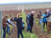 Weinbau als Winzer für ein Jahr hautnah erleben Ein Abenteuer im Weingut Eulenmühle in Nieder-Olm