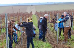 Weinbau als Winzer für ein Jahr hautnah erleben Ein Abenteuer im Weingut Eulenmühle in Nieder-Olm
