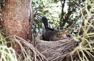 Artenschutz für Jungtiere Naturschutzbehörde weist auf Beginn der Brut- und Setzzeit hin