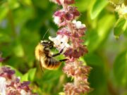 „Bienenheim in Bodenheim“ Artenvielfalt >>>Spannende Exkursion der Bodenheimer Grünen