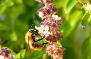 „Bienenheim in Bodenheim“ Artenvielfalt >>>Spannende Exkursion der Bodenheimer Grünen