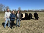 Galloway-Rinder gestalten Naturraum im Überschwemmungsgebiet Beweidung >>>Naturnahe Pflegearbeiten im Polder Ingelheim