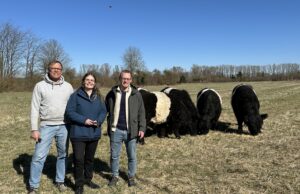 Galloway-Rinder gestalten Naturraum im Überschwemmungsgebiet Beweidung >>>Naturnahe Pflegearbeiten im Polder Ingelheim