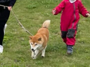 Lockerungen für Hundehalter und Landwirte Landkreis passt die Regeln zur ASP-Bekämpfung an