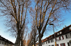 Strafzettel-Flut in Mombach Individualverkehr >>>SPD fordert Augenmaß beim Parkraummanagement