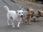 Brut- und Setzzeit beginnt: Warum Hunde ab 15. März an die Leine müssen