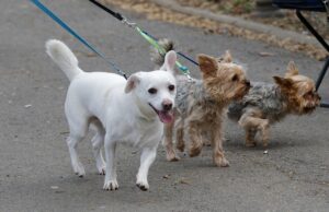 Brut- und Setzzeit beginnt: Warum Hunde ab 15. März an die Leine müssen