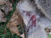 Das Führen von Hunden während der Brut- und Setzzeit