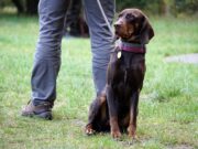 Mit Drohne oder Hund Afrikanische Schweinepest: Kreis übernimmt Kadaversuche selbst