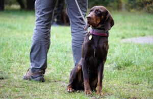 Mit Drohne oder Hund Afrikanische Schweinepest: Kreis übernimmt Kadaversuche selbst