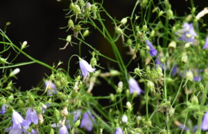 Lebensräume für Wildbienen und Schmetterlinge Bodenheim setzt sich für den „Mähfreien Mai“ ein