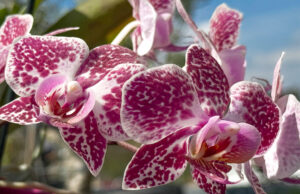 Pflanzenvielfalt von Rosen bis Weihnachtsstern entdecken Sonntagsführungen im Botanischen Garten gestartet