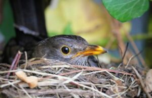 Zum Schutze der Tiere: Verbot von Heckenschnitt und Baumfällungen